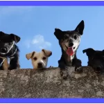 È errato pregare per il benessere degli animali